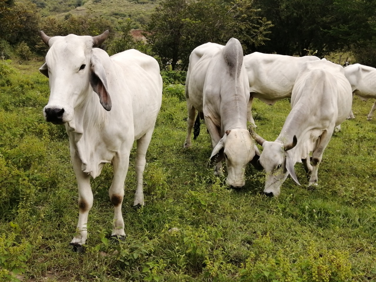 Más proyectos direccionados para el sector ganadero del Huila Red