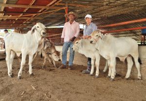 Huila impulsa la ganadería del futuro con inversión de $2.743 millones en fertilización in vitro y mejoramiento genético