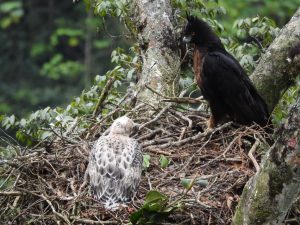 Devuelven a su nido a polluelo de águila real de montaña en el Huila