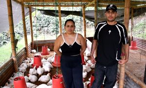 Jóvenes cafeteros de Garzón diversifican sus ingresos con producción de pollos de engorde