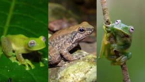 El Huila logra tres nuevos registros de ranas